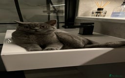 British Shorthair cats for sale: Male Blue British Shorthair 7.5months Old - Image 3