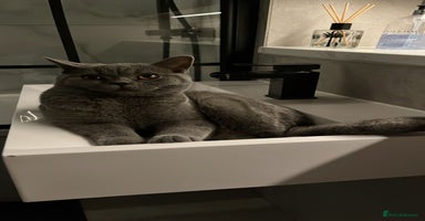 British Shorthair cats - Advert 6