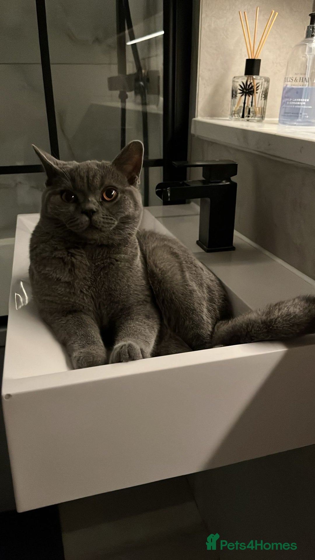 British Shorthair cats for sale: Male Blue British Shorthair 7.5months Old - Image 3