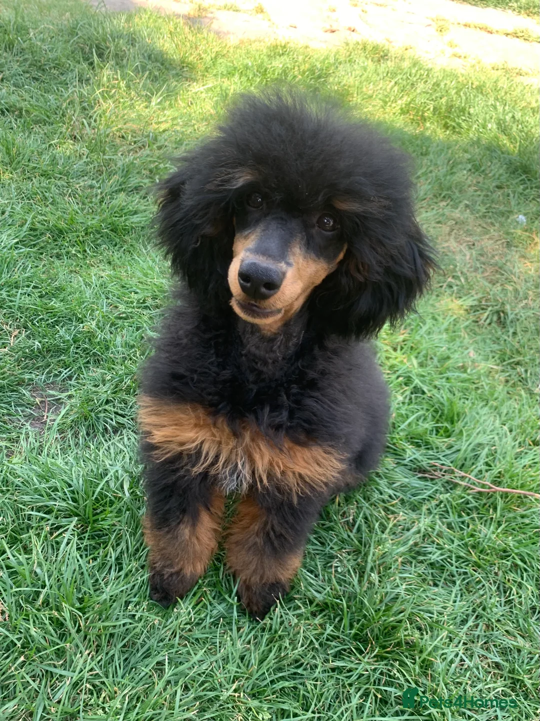 Miniature Poodle dogs for stud: MONKEY! Health tested, phantom poodle proven STUD  in Bacup - Advert 1