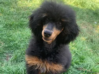 Miniature Poodle dogs MONKEY! Health tested, phantom poodle proven STUD in Bacup - Advert 7