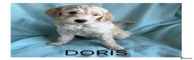 Mixed Breed Puppy 6