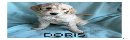 Mixed Breed dogs for sale: Multigeneration Cream/Apricot Double Labradoodles  - Advert 29
