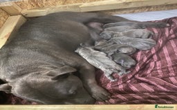 Staffordshire Bull Terrier dogs for sale: 6 beautiful blue Staffordshire bull terriers - Image 6