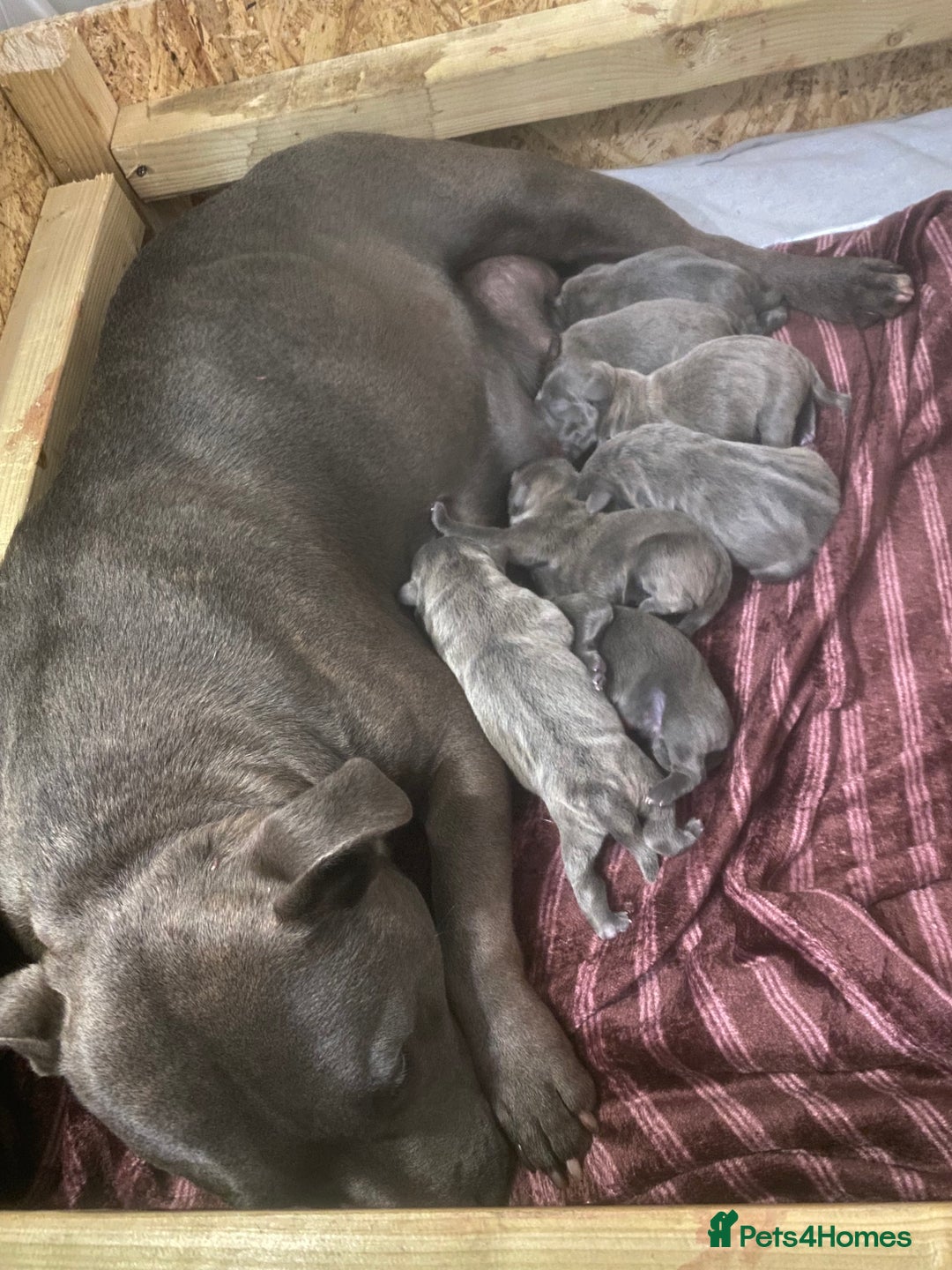 Staffordshire Bull Terrier dogs for sale: 6 beautiful blue Staffordshire bull terriers - Image 6
