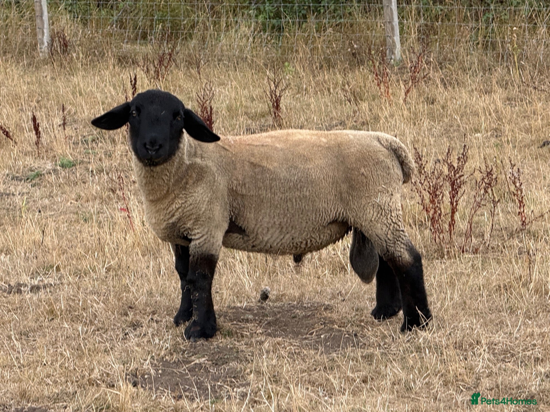 Sheep livestock Rams for sale - Advert 2