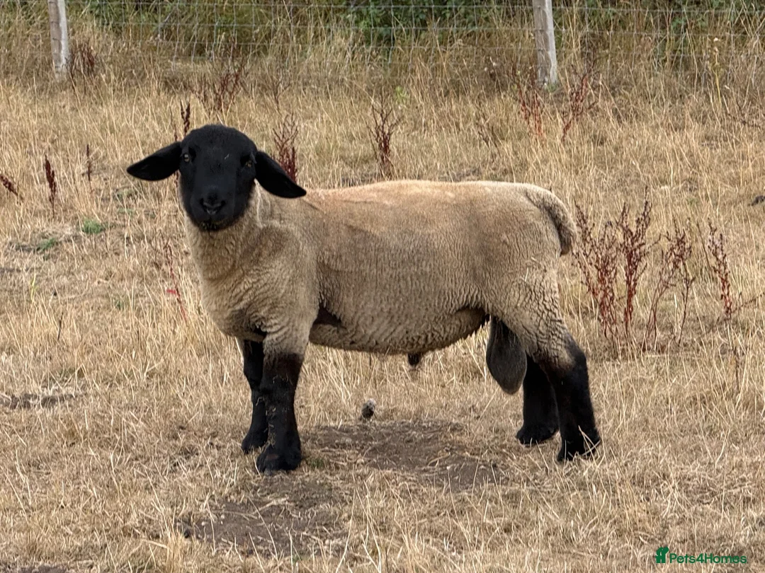 Sheep livestock for sale: Rams for sale - Advert 1