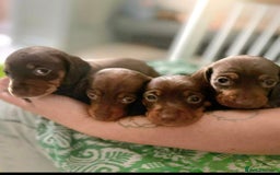 Miniature Dachshund dogs for sale: Minature smooth haired Dachshunds - Image 2