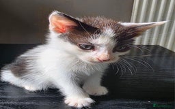 Mixed Breed cats for sale: Beautiful Calico Kittens - Image 11