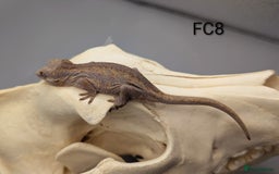 Gecko reptiles for sale: Red Base Red Stripe Gargoyle Gecko  - Image 3