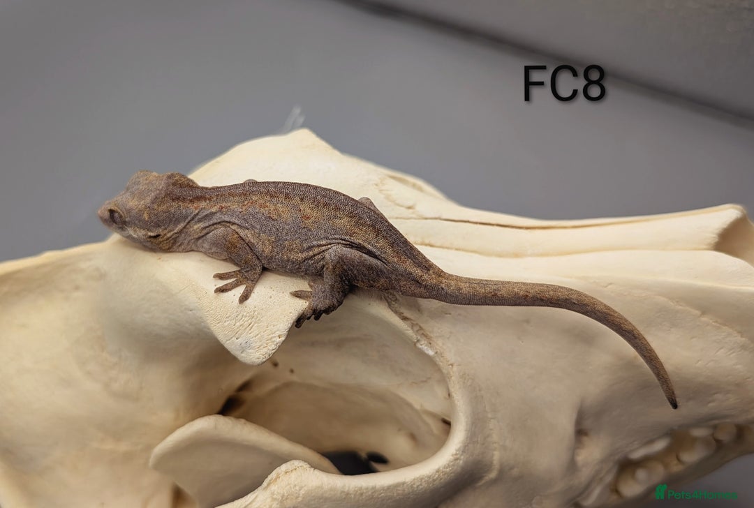 Gecko reptiles for sale: Red Base Red Stripe Gargoyle Gecko  - Image 3