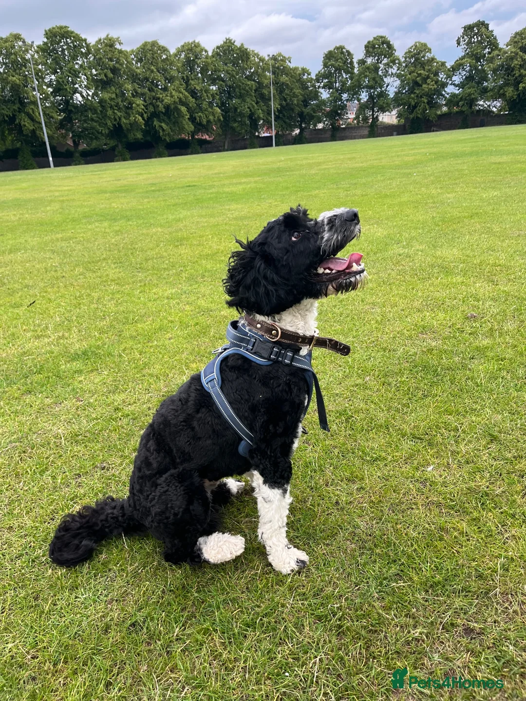 Cockapoo dogs for stud: COCKAPOO AVAILABLE FOR STUD ⭐️  - Advert 2