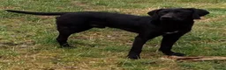 Pointer dogs for sale: HPR Puppies - Friendly ready Soon - Advert 13