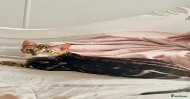 Bengal cats - Advert 4