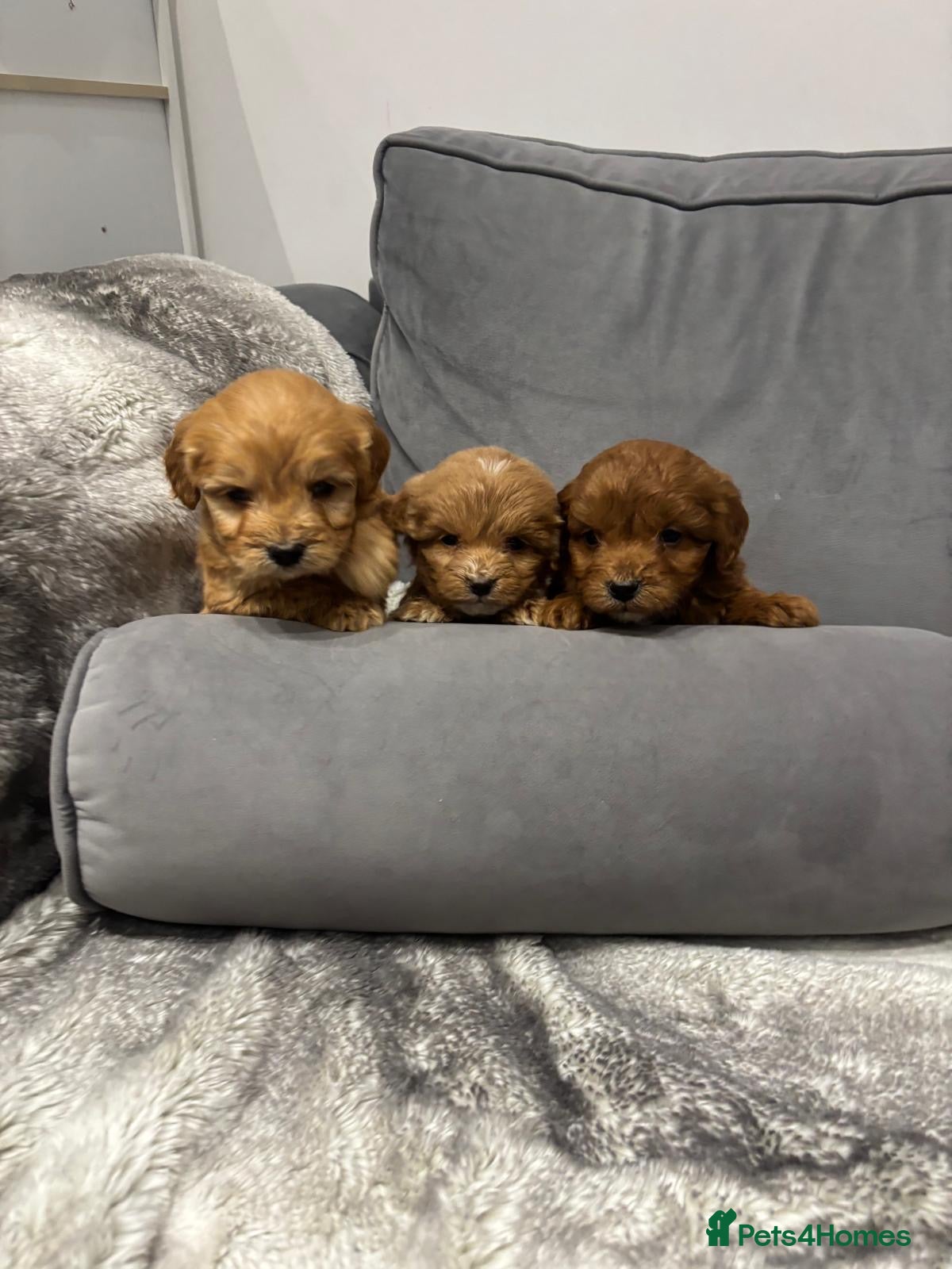 Cockapoo dogs F1 Cockapoos  - Advert 2