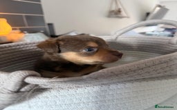 Jack Russell dogs for sale: Jack Russell Puppies 4 boys 1 girl available - Image 9