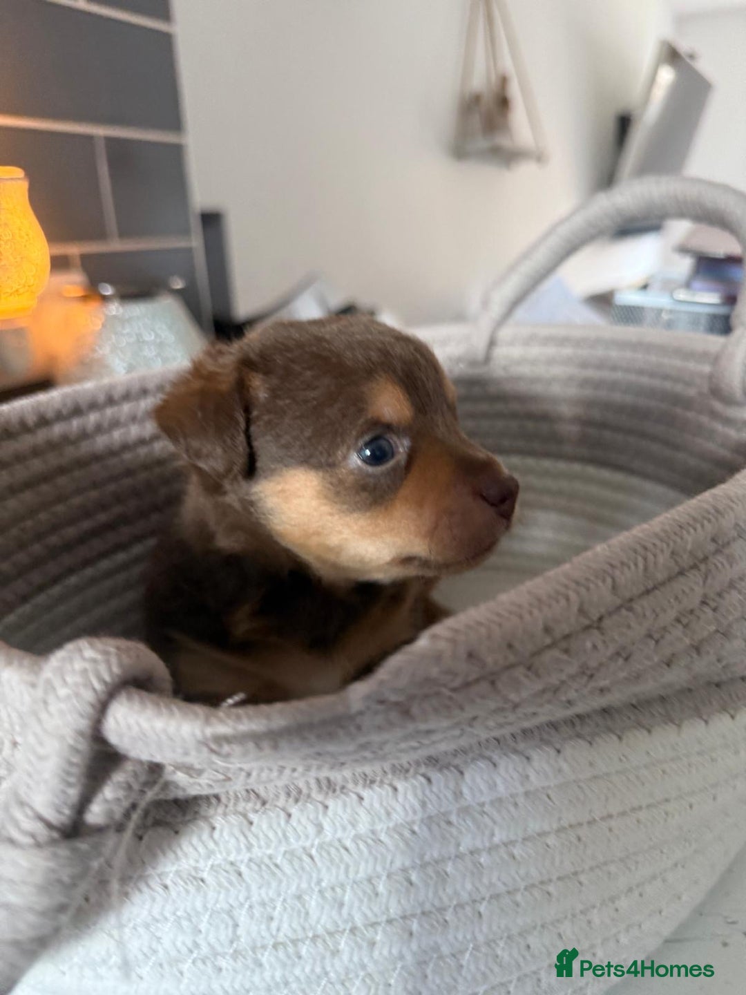 Jack Russell dogs for sale: Jack Russell Puppies 4 boys 1 girl available - Image 9