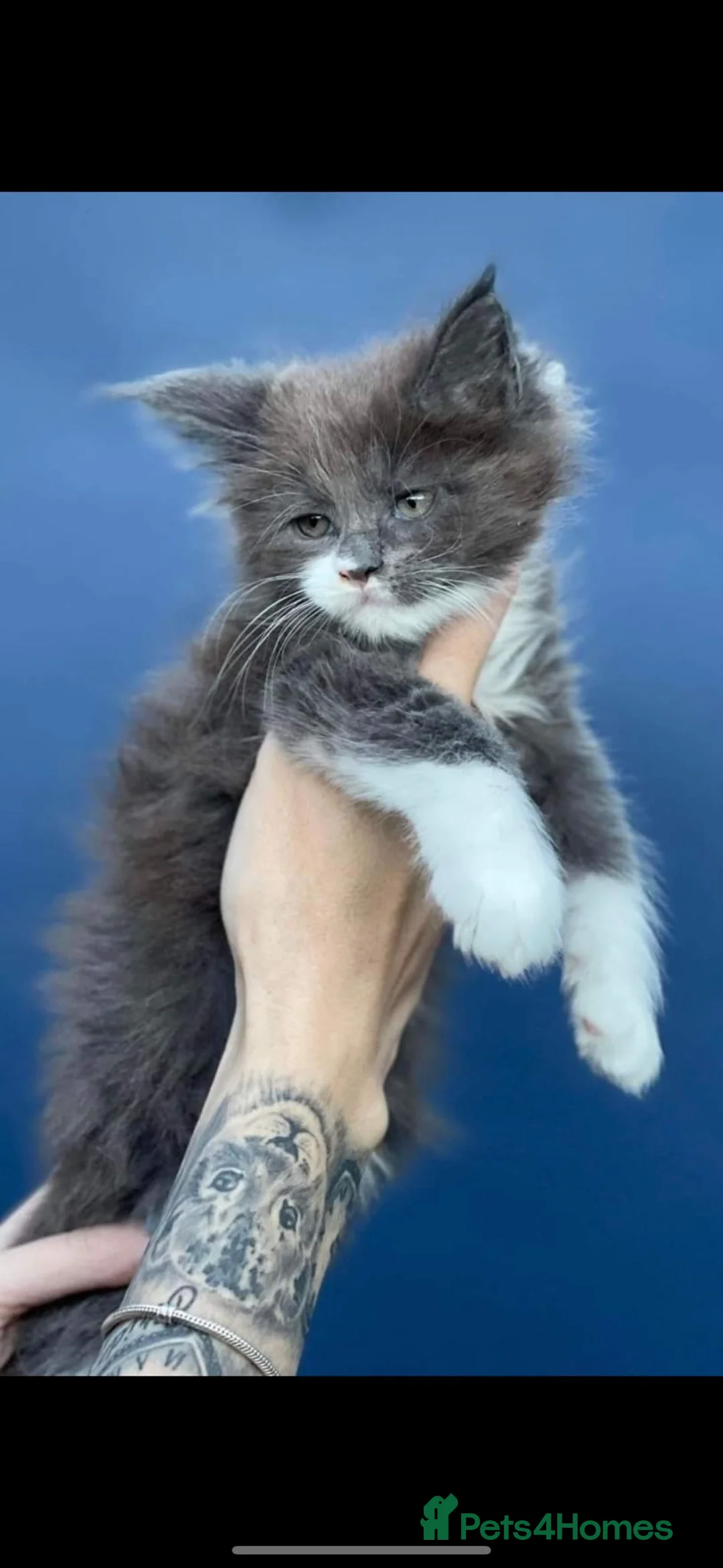 Maine Coon cats for stud: Dual registered Champion winner Maine coon stud in Manningtree - Advert 16