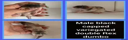 Rat rodents for sale: Adorable Baby Rats for Sale xx - Advert 34