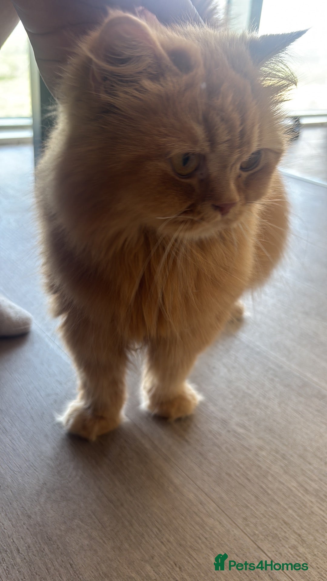 British Longhair cats Ginger Britishlong hair registered  - Advert 6