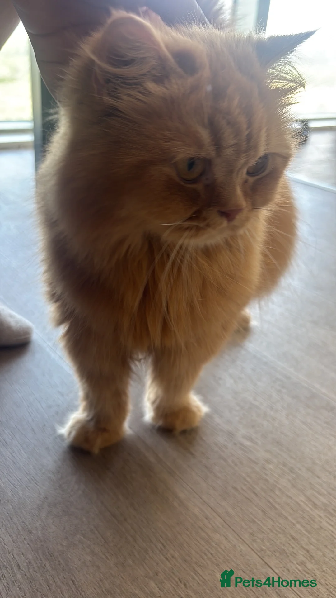 British Longhair cats for sale: Ginger Britishlong hair registered  - Advert 1