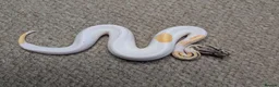 Python Snake reptiles for sale: 2026 Royal Python Hatchlings - Advert 5