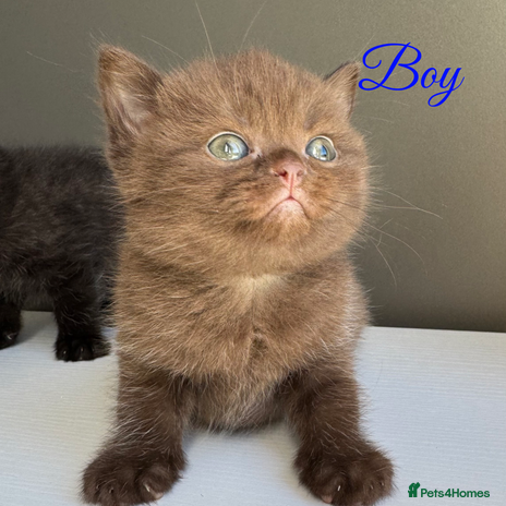 British Shorthair cats British shorthair kittens - Advert 7