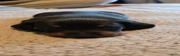 Dachshund dogs for sale: Three long haird beautiful Dachshund in Liverpool - Advert 5