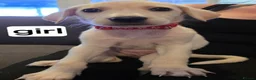 Mixed Breed dogs for sale: Beautiful Belgian mali and Dalmatian puppies - Advert 8