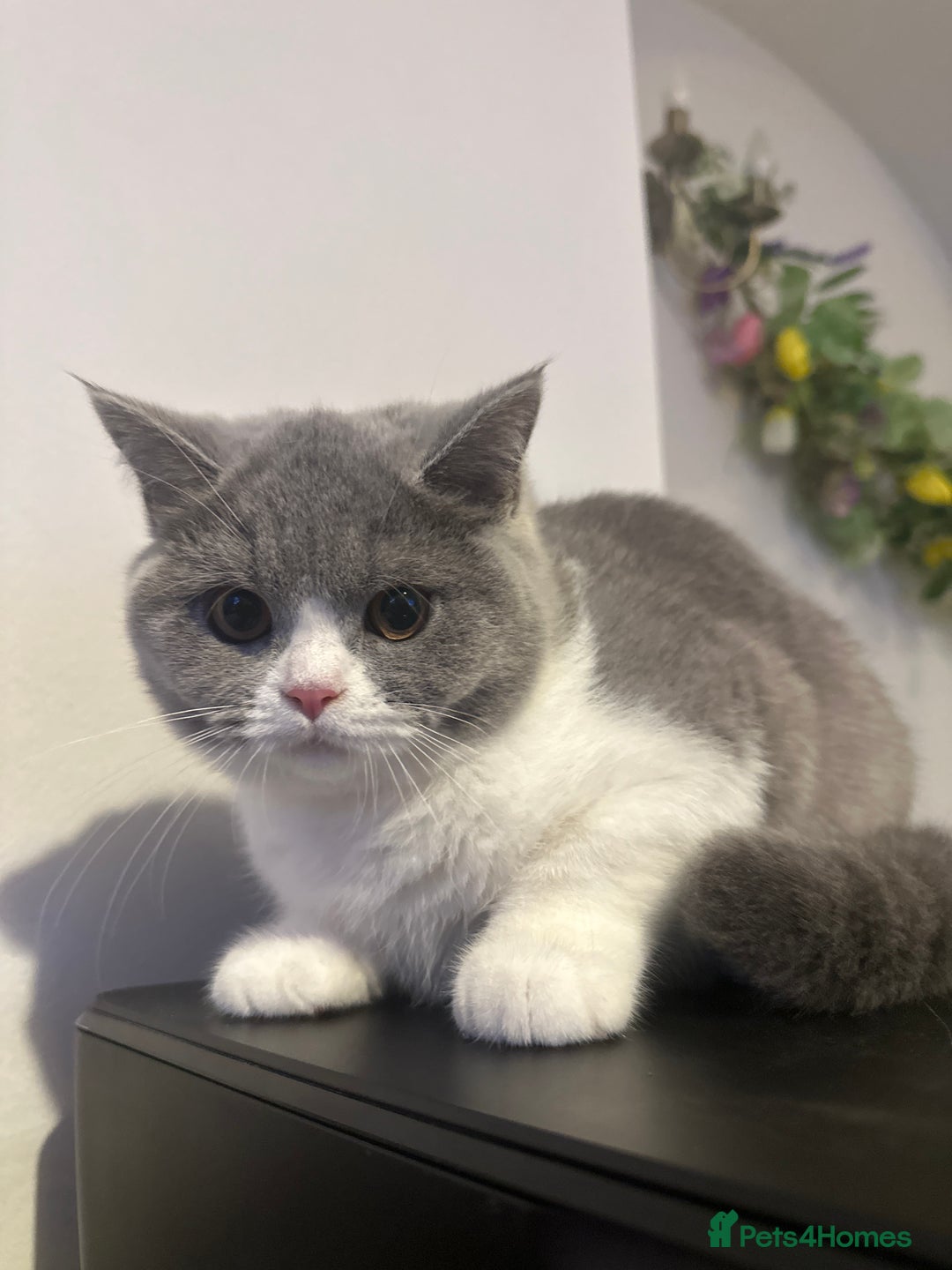 British Shorthair cats for sale: British shorthairs - Advert 4