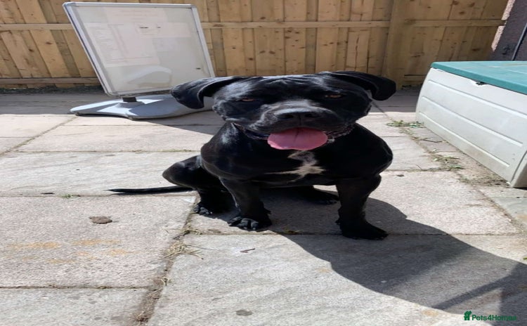 Mixed Breed dogs - Advert 4