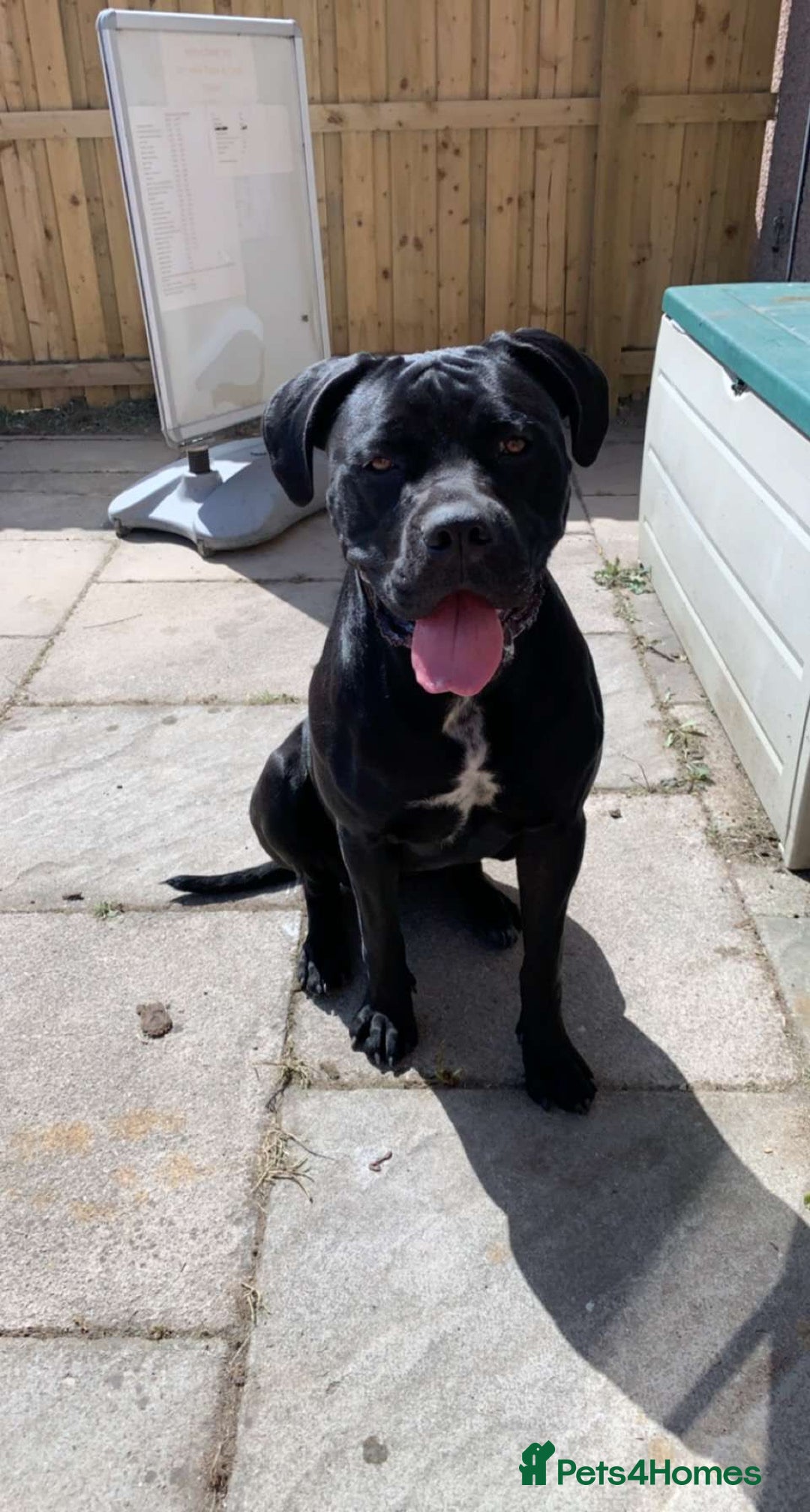 Mixed Breed dogs for sale: Bandogge x Cane Corso/Boerboel - Image 1