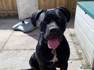 Mixed Breed dogs - Advert 16