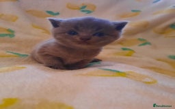 British Shorthair cats for sale: Little british shorthair kittens  - Image 11