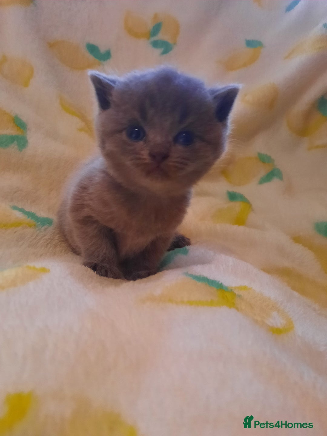 British Shorthair cats for sale: Little british shorthair kittens  - Image 11