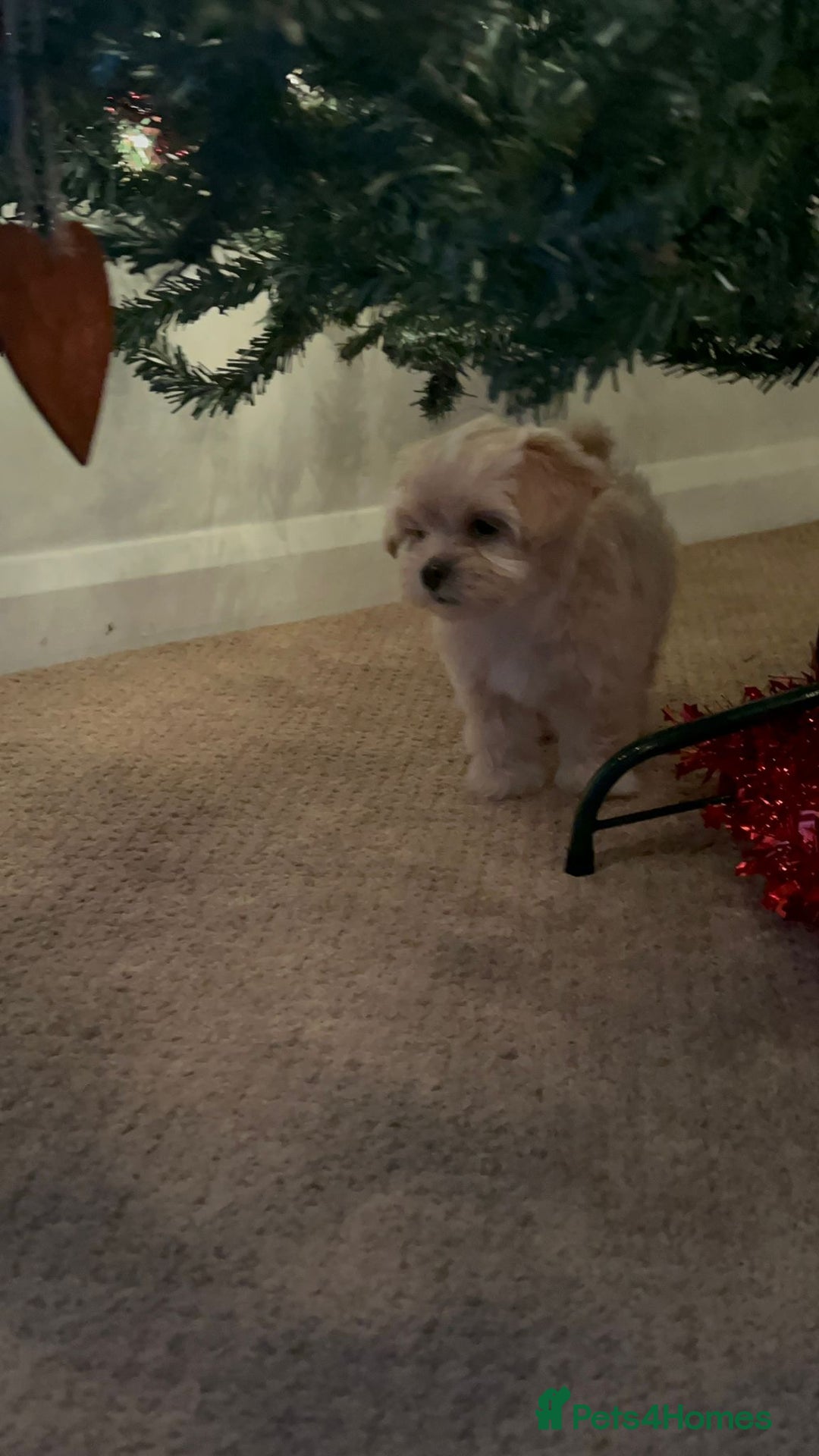 Lhasapoo dogs for sale: Lhasapoo for sale  - Advert 12