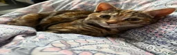 Mixed Breed cats for sale: 2yr old female cat in Nelson - Advert 3