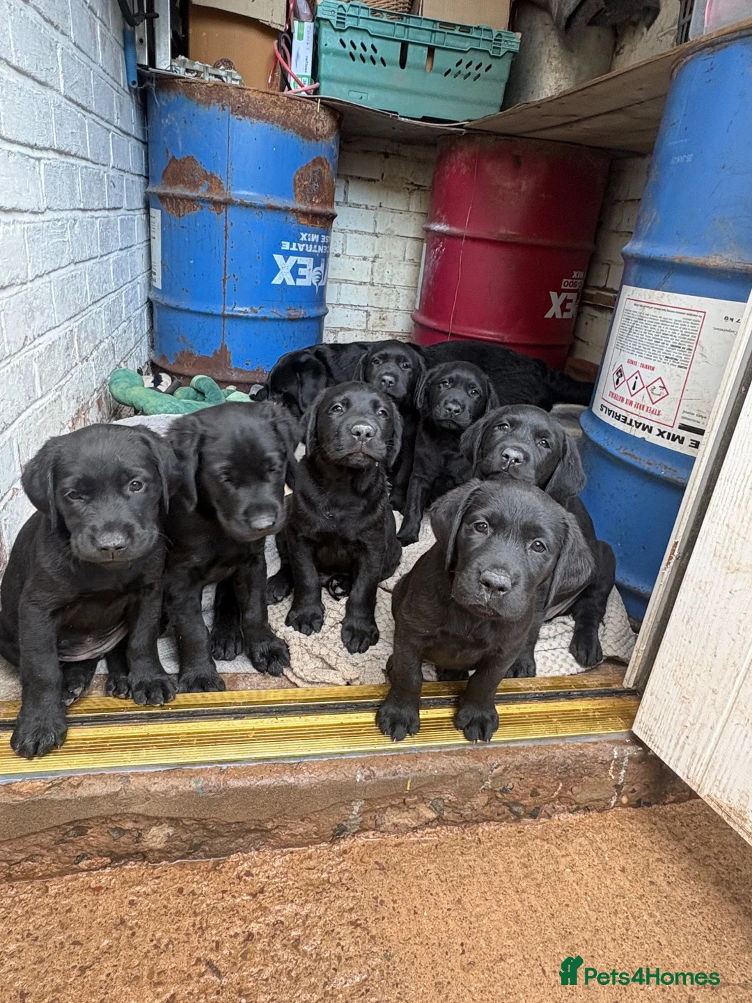 Goldador dogs for sale: 8 adorable goldadors  in Ledbury - Advert 1