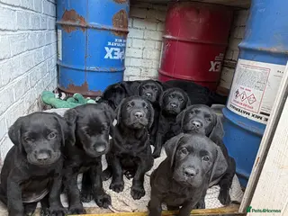 Goldador dogs 8 adorable goldadors - Advert 1