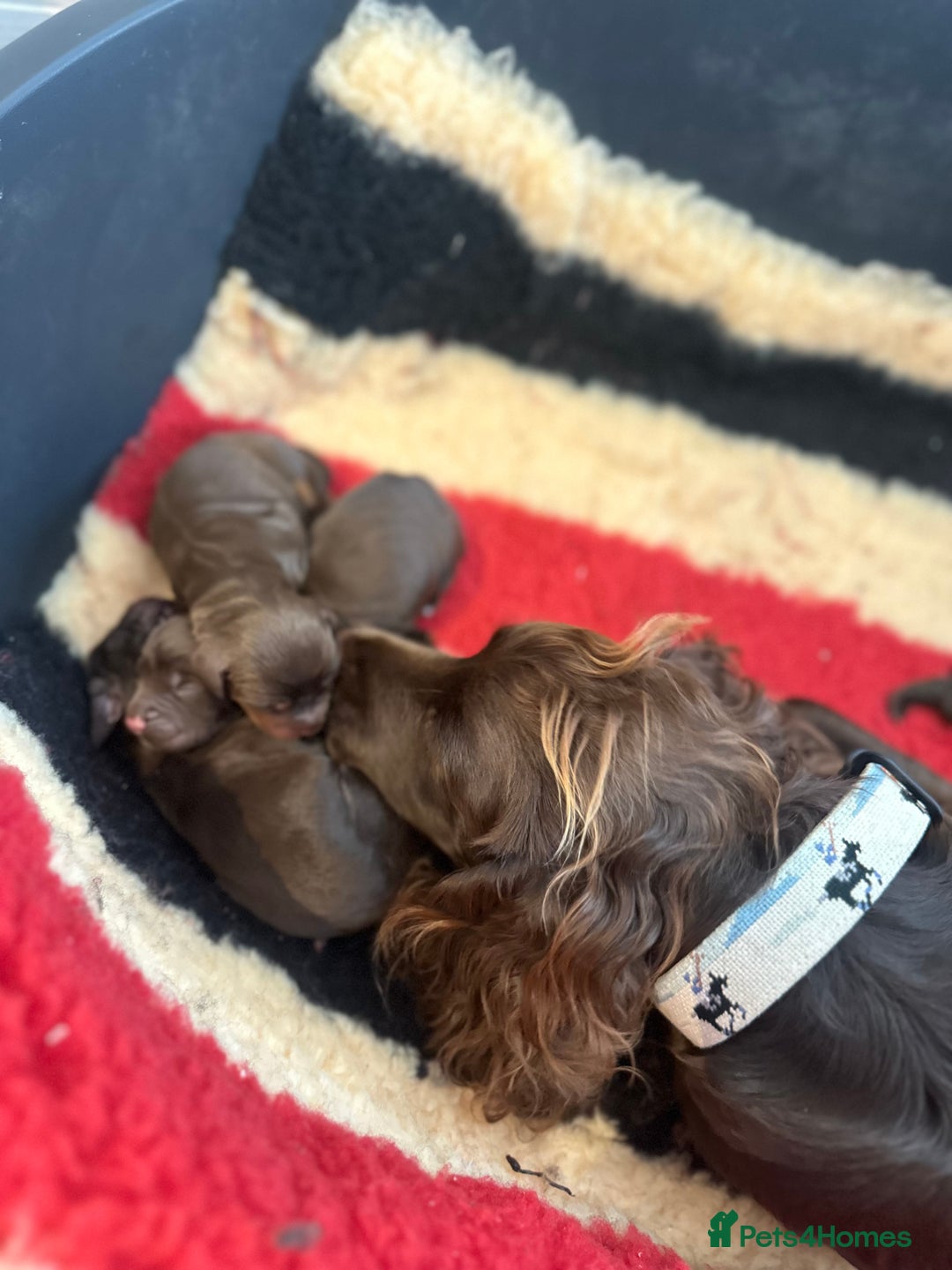 Cocker Spaniel dogs for sale: Exceptional KC Working Cocker Spaniel Puppies - Image 14