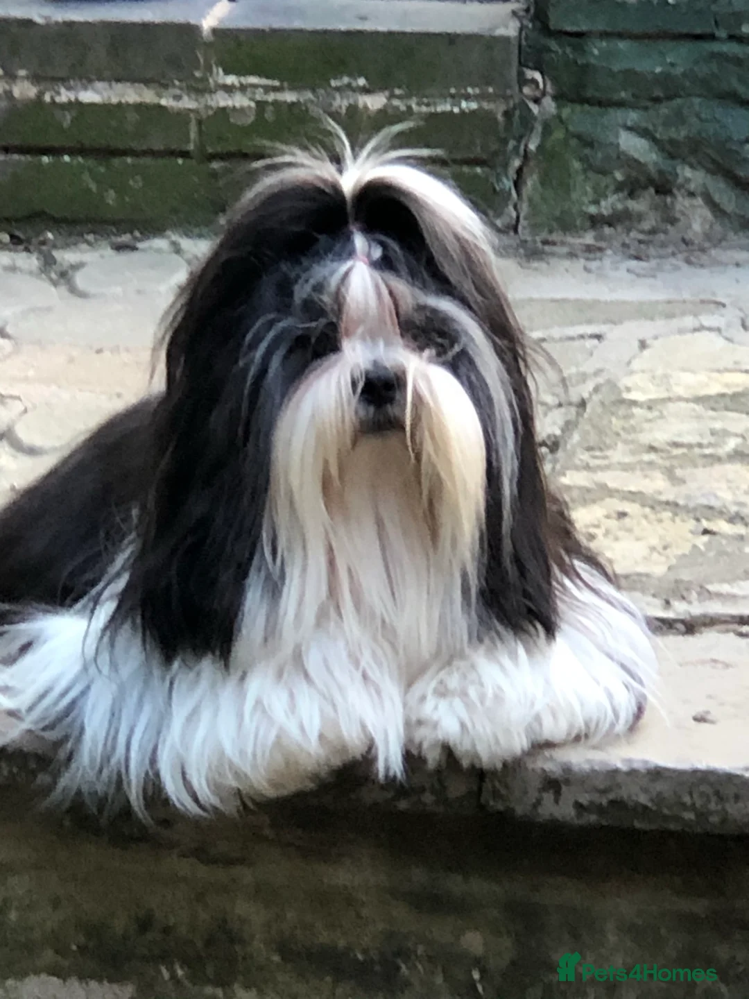 Lhasa Apso dogs for stud: Lhasa apso stud in Warwick - Advert 3