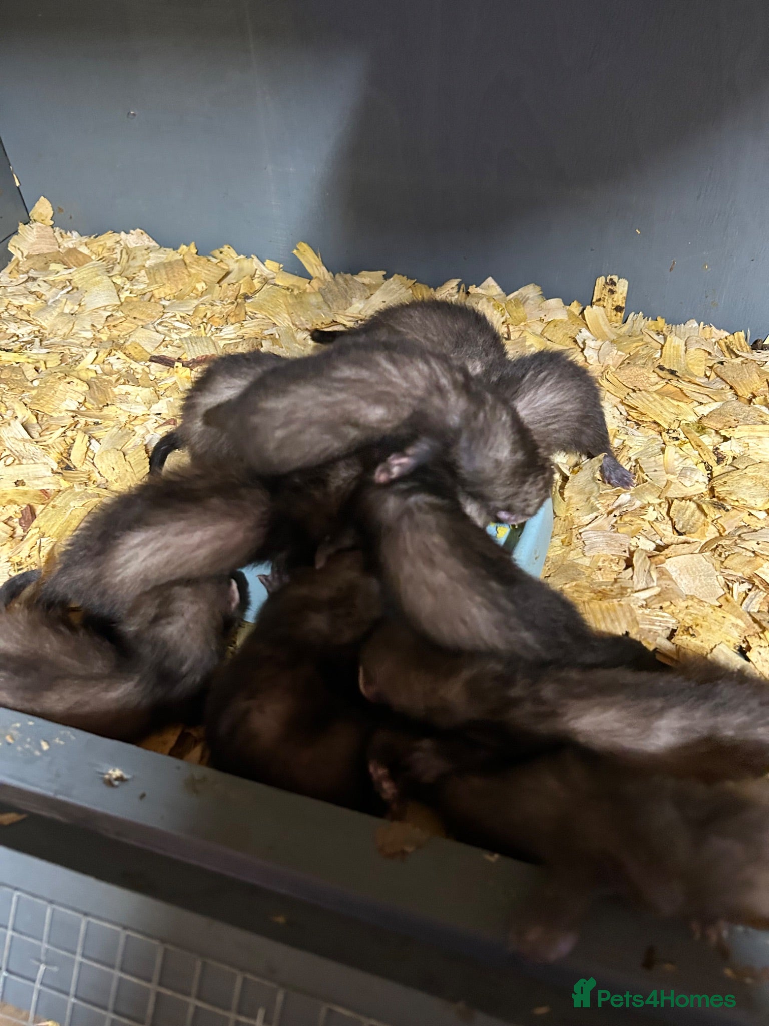 Ferret rodents Micro eu polecats ferrets ready to leave Friday  - Advert 7