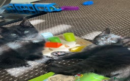 Mixed Breed cats for sale: 2 female kittens left  - Image 1