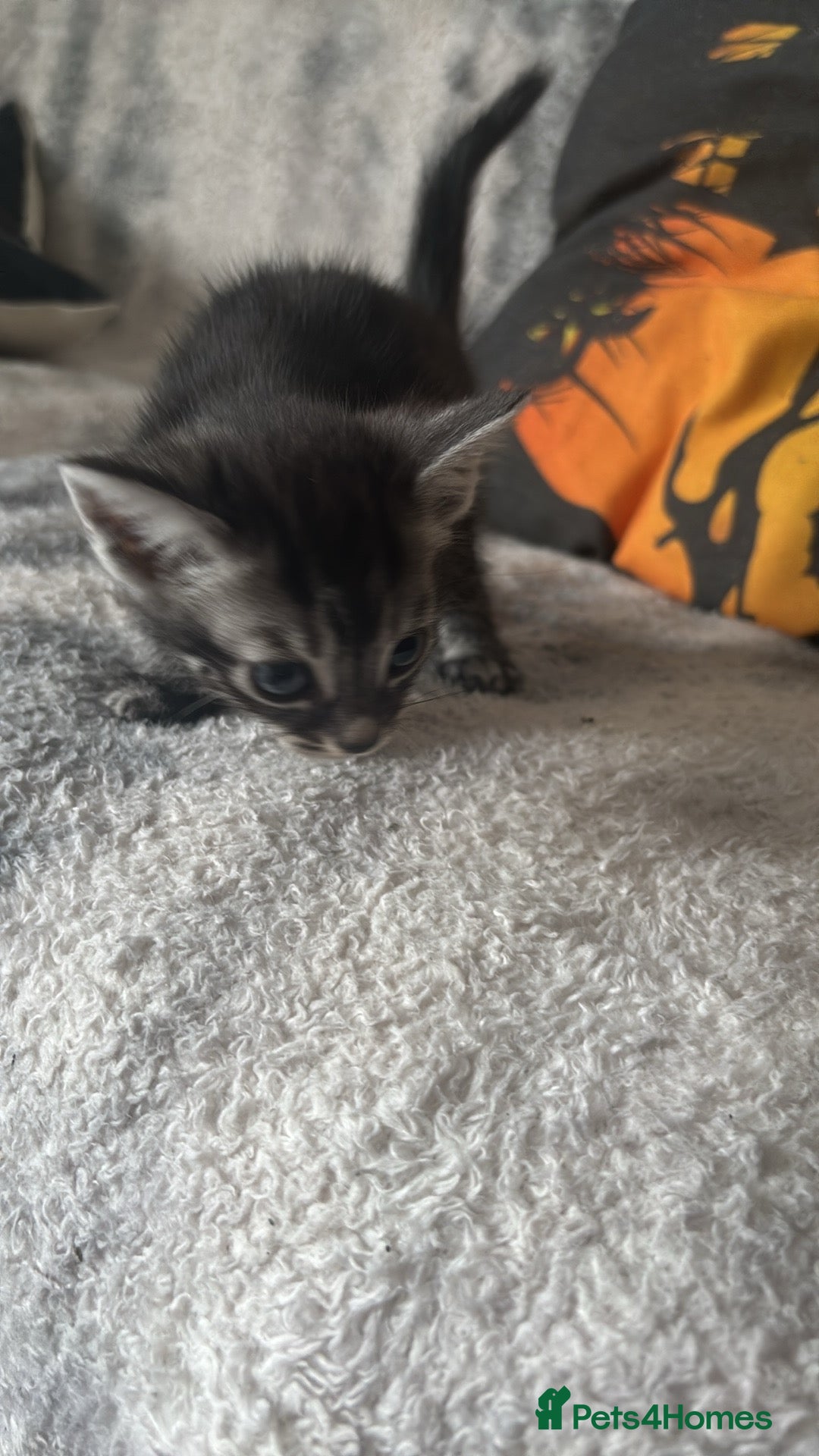 Mixed Breed cats for sale: 3 kittens available READ DESCRIPTION  - Image 2