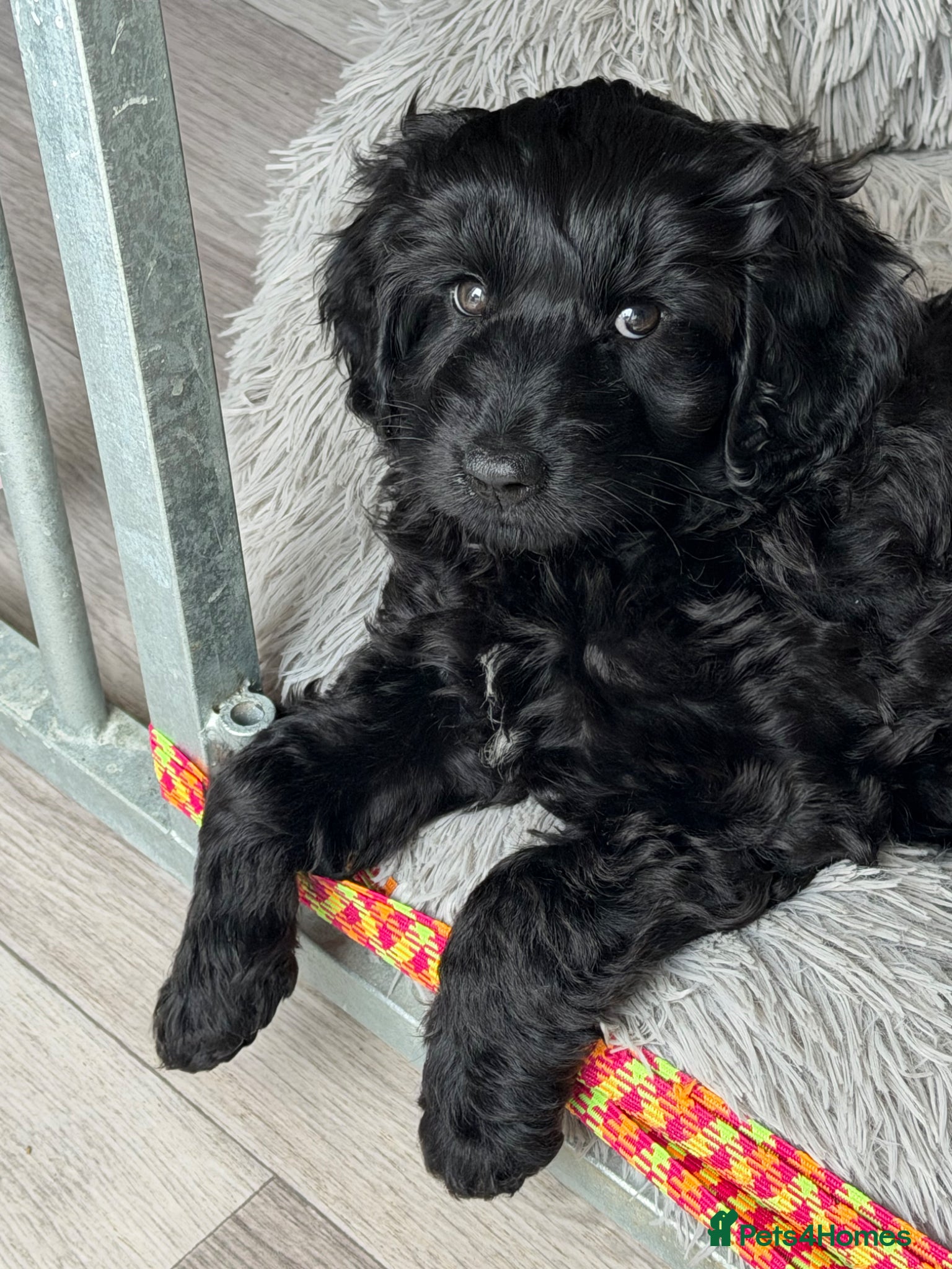 Australian Labradoodle dogs Ready girl Australian labradoodle (black) - Advert 1