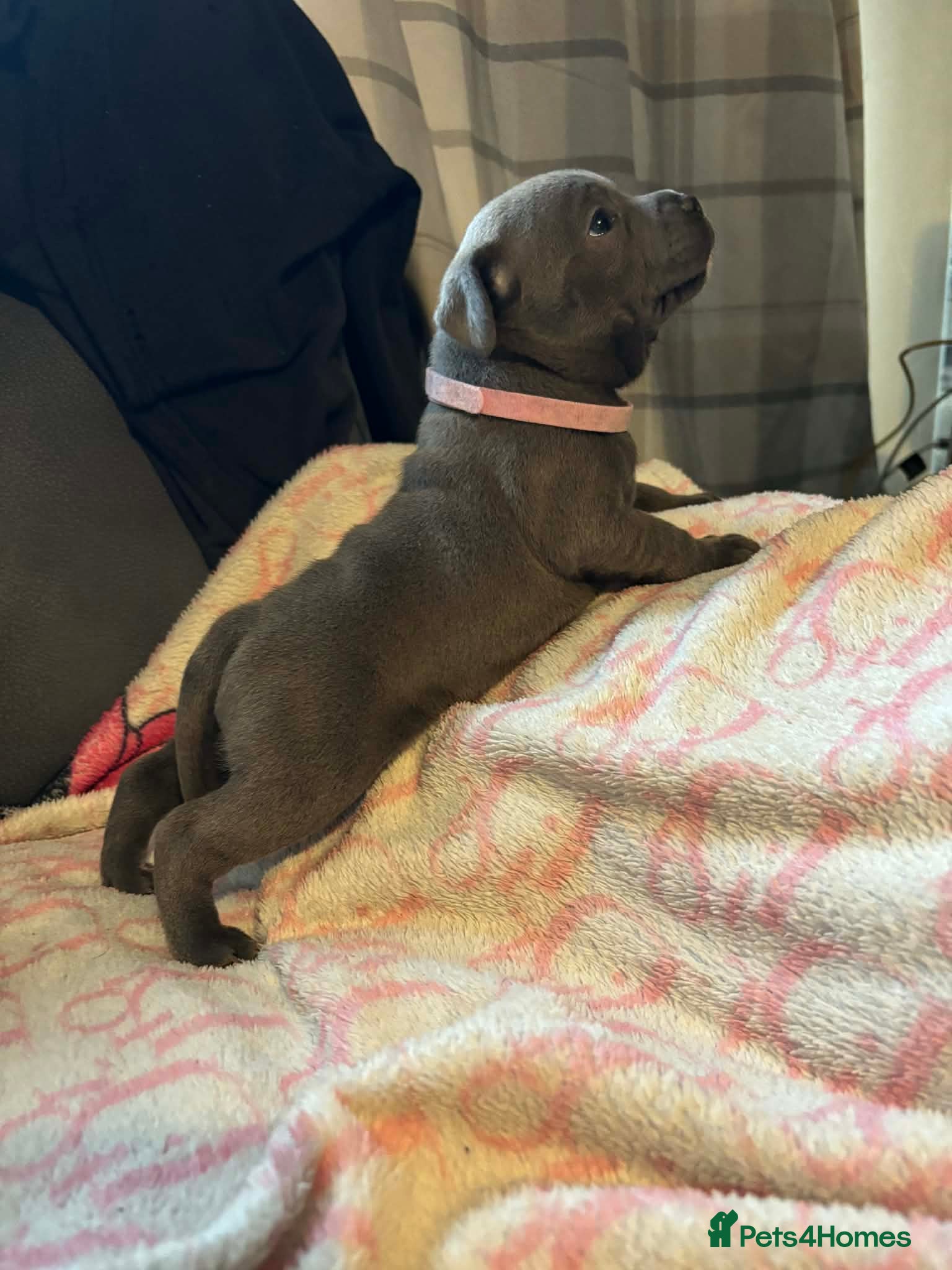 Staffordshire Bull Terrier dogs KC Blue Champion Bloodline Puppies - Advert 4