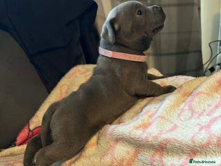 Staffordshire Bull Terrier dogs KC Blue Champion Bloodline Puppies - Advert 2