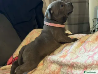 Staffordshire Bull Terrier dogs KC Blue Champion Bloodline Puppies - Advert 4