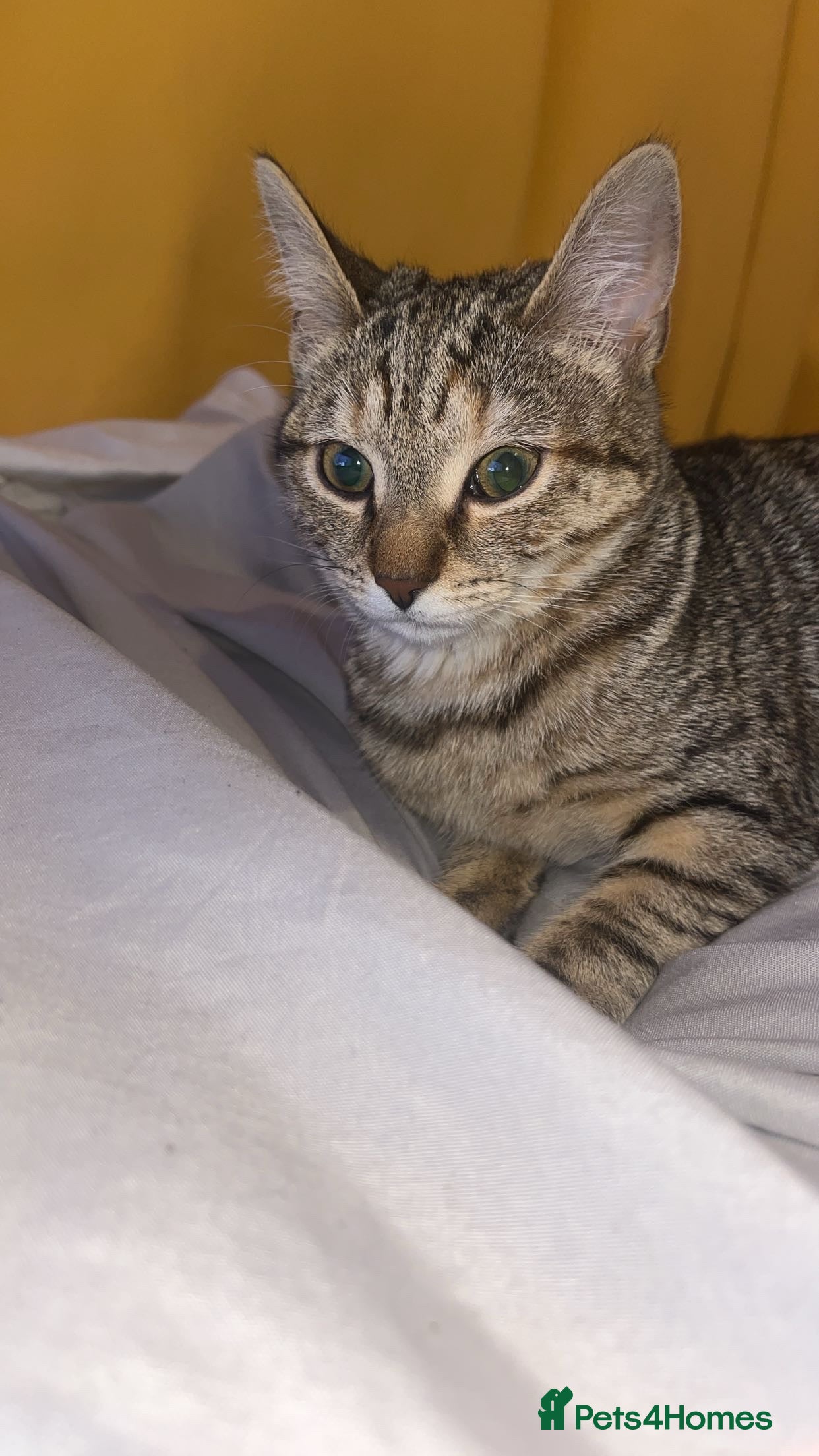 American Shorthair cats cat- american short hair - Advert 2