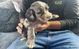 Cocker Spaniel dogs for sale: Cocker spaniel pups - Image 2